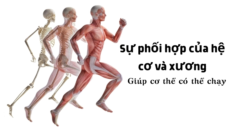  Sự phối hợp giữa hệ cơ và hệ xương là nền tảng cho mọi chuyển động phức tạp