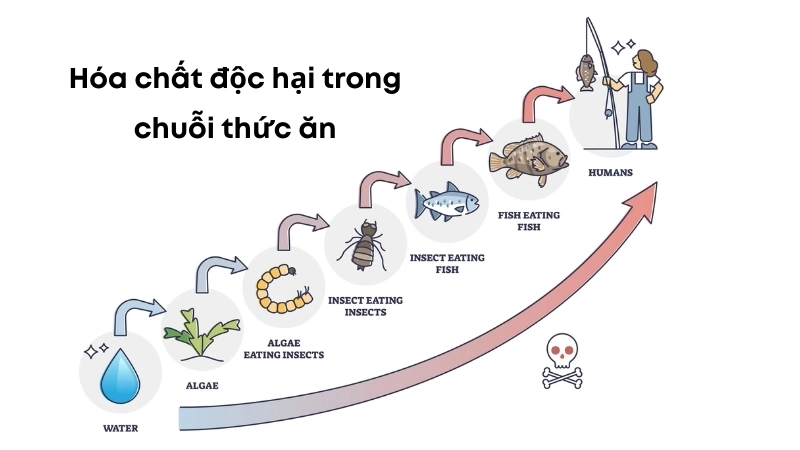  Sự tích tụ hóa chất độc hại trong chuỗi thức ăn ảnh hưởng đến sinh thái học