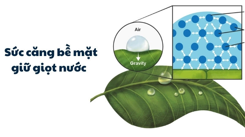  Sức căng bề mặt giữ giọt nước trong thí nghiệm nước STEM vui
