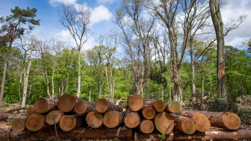 Tác động môi trường từ nạn phá rừng lên cân bằng hệ sinh thái