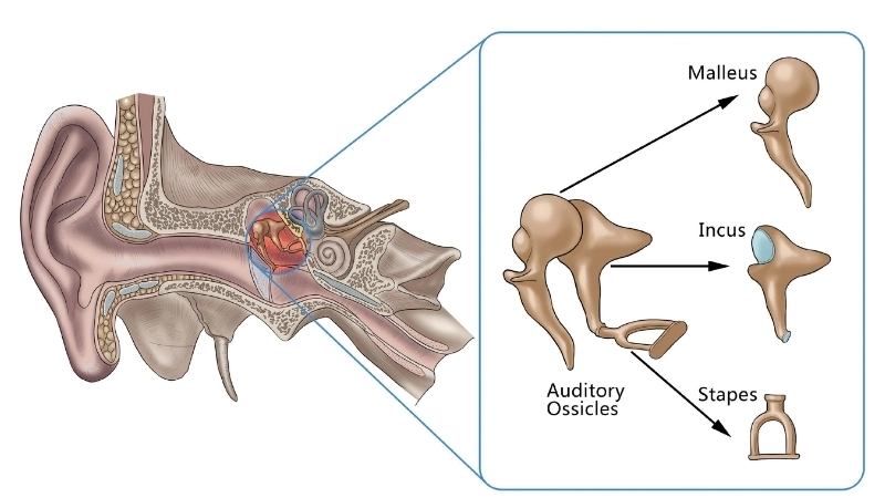  Tai ngoài thu thập và định hướng sóng âm vào cơ quan thính giác
