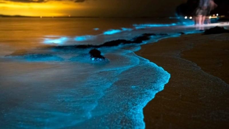  Tán xạ ánh sáng bởi sinh vật phù du có thể làm thay đổi màu sắc của nước biển 