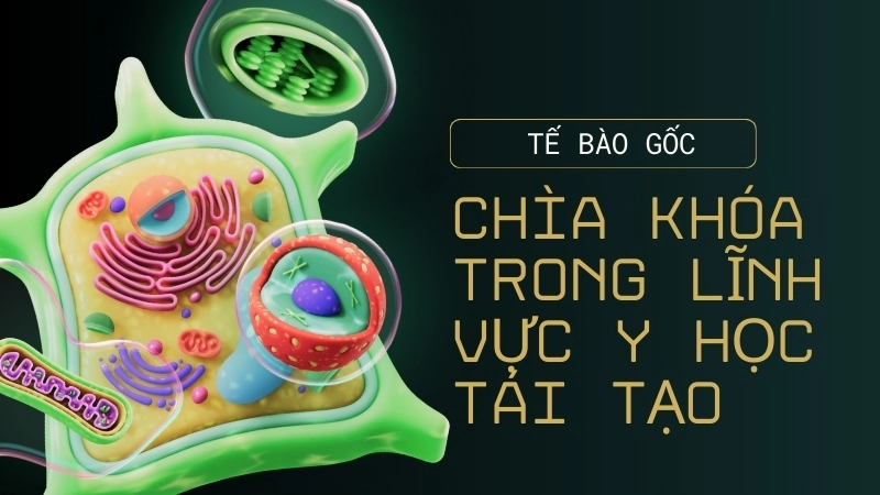  Tế bào gốc là chìa khóa trong lĩnh vực y học tái tạo (regenerative medicine)