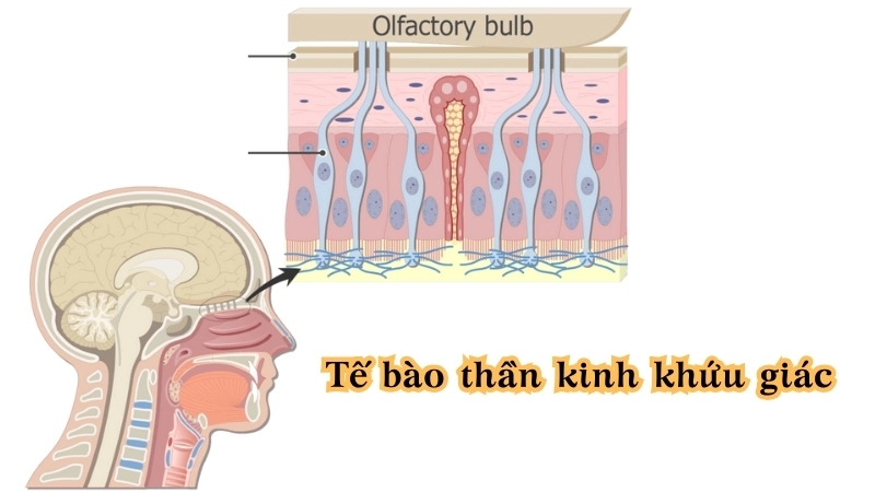 Tế bào thần kinh khứu giác giúp chúng ta nhận biết hàng ngàn mùi hương