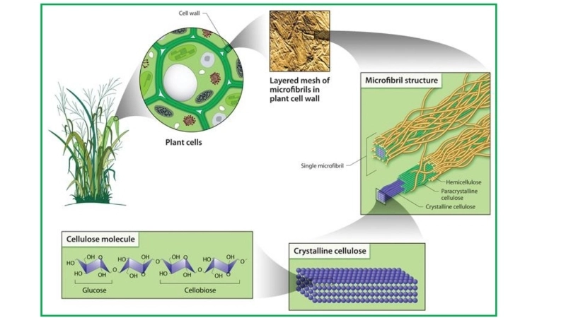 Thân cây được cấu tạo từ hàng triệu tế bào có vách làm bằng Cellulose