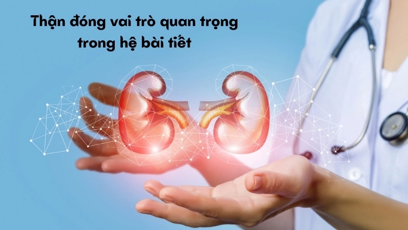 Thận đóng vai trò quan trọng trong hệ bài tiết, cần đủ nước để lọc bỏ độc tố hiệu quả nhất