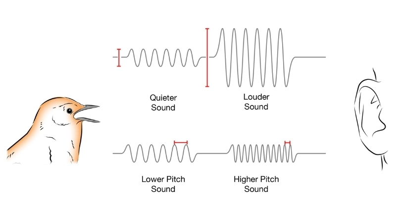  Thí nghiệm âm thanh ghi lại cấu trúc 