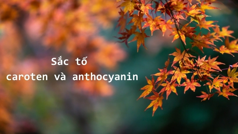  Thí nghiệm lá mùa thu cho thấy sắc tố caroten và anthocyanin