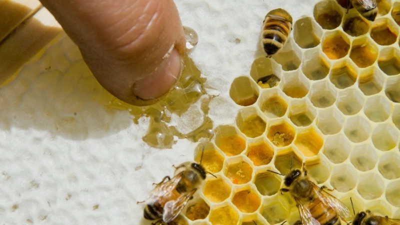  Thí nghiệm ong cho thấy mật ong có tính kháng khuẩn