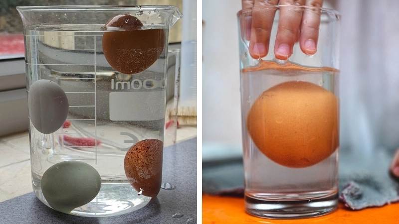  Lực nổi giúp trứng nổi trong nước muối có tỷ trọng cao