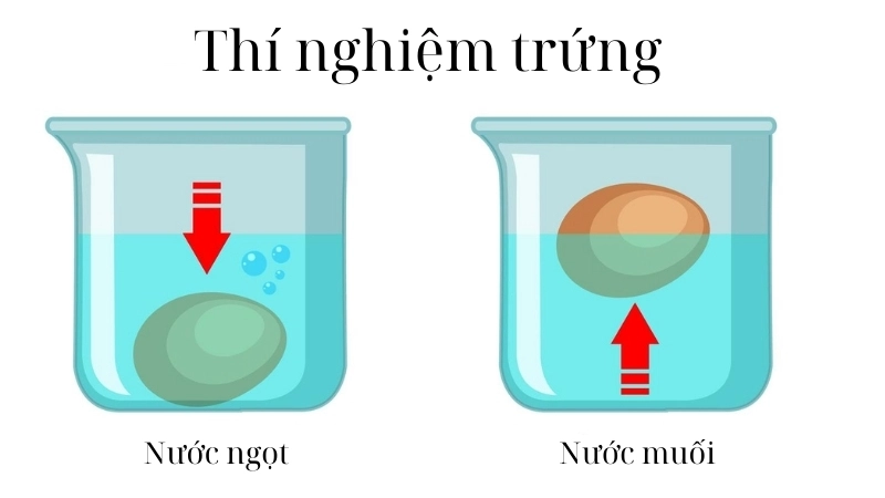  Thí nghiệm trứng kiểm tra độ tươi bằng nước muối