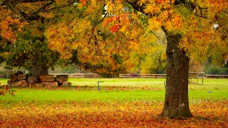 Thời tiết quá khô hoặc quá nóng có thể khiến lá chuyển nâu và rụng sớm