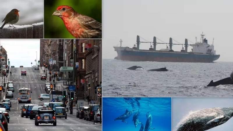 Tiếng ồn làm thay đổi hành vi của động vật, một vấn đề sinh thái học