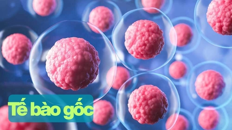  Tìm hiểu công dụng của tế bào gốc trong y học hiện đại