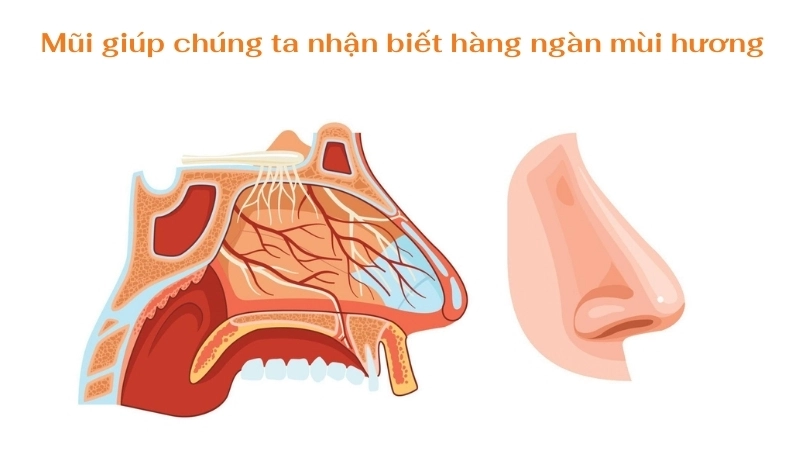 Tìm hiểu sinh học cơ thể để thấy chiếc mũi là một bộ phận kỳ diệu