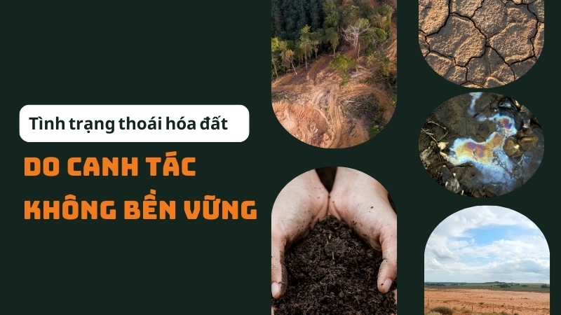 Tình trạng thoái hóa đất do canh tác không bền vững