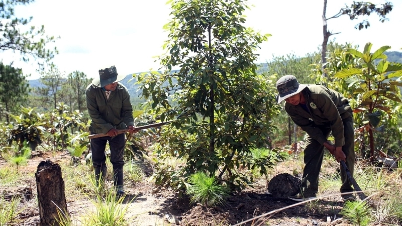 Vai trò quan trọng của việc trồng rừng