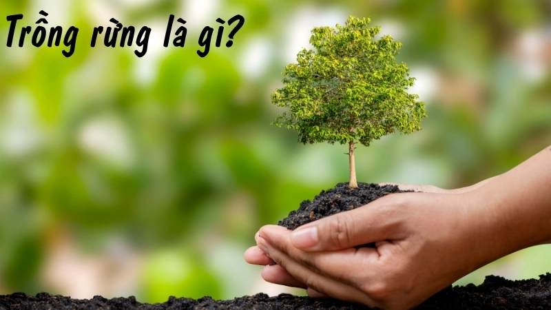 Trồng rừng là gì?