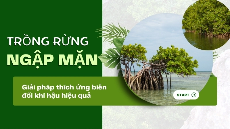 Trồng rừng ngập mặn là giải pháp thích ứng biến đổi khí hậu hiệu quả