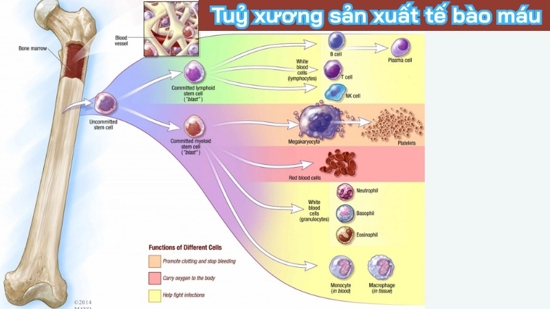  Tủy xương bên trong là một nhà máy sản xuất tế bào máu không ngừng nghỉ 