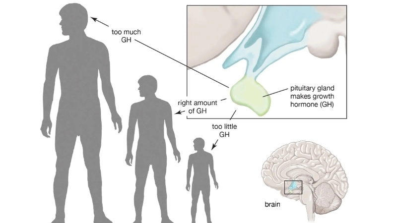 Tuyến yên sản xuất hormone tăng trưởng 