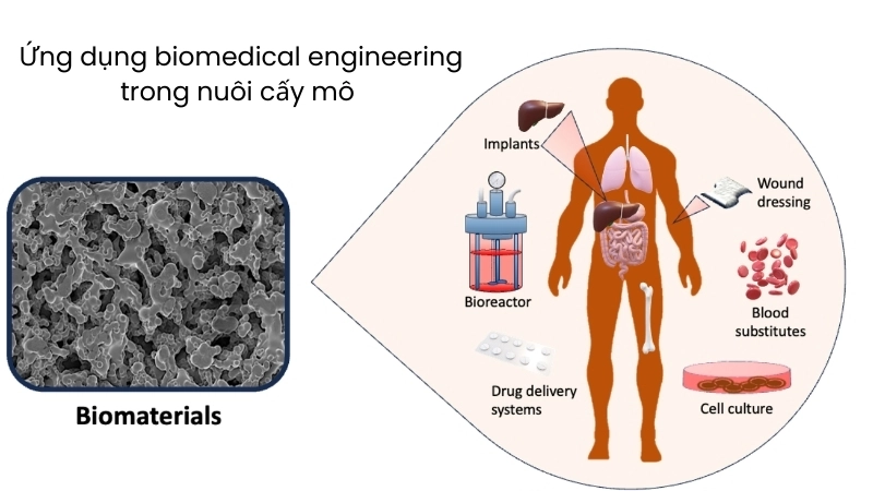  Ứng dụng biomedical engineering trong nuôi cấy mô