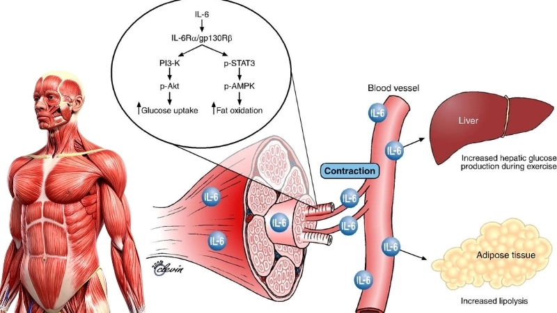  Vai trò sinh học của ion natri trong cân bằng cơ thể