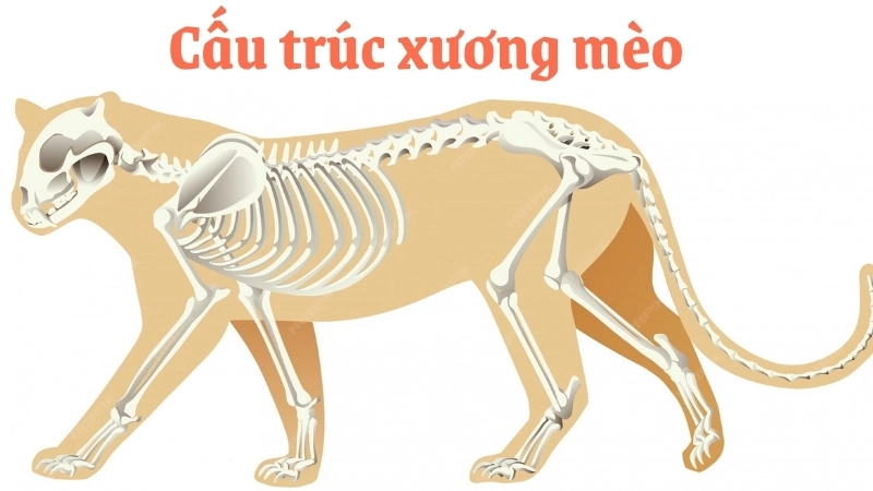  Vật lý và cấu trúc xương giúp mèo đáp đất bằng chân