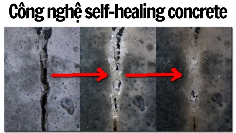  Vi khuẩn Bacillus được sử dụng trong công nghệ self-healing concrete
