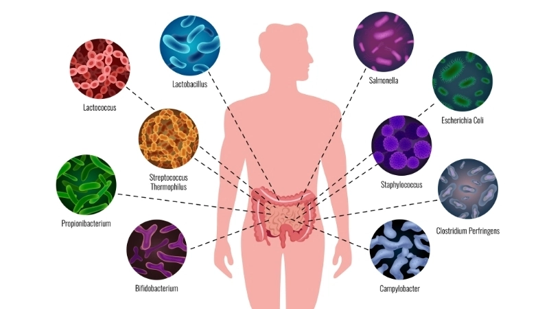 Vi khuẩn trong sữa chua đem lại lợi ích hiệu quả cho đường ruột