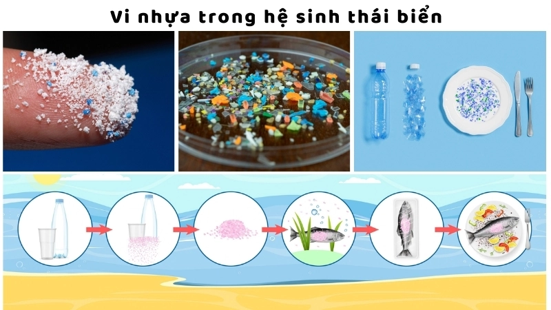  Vi nhựa trong hệ sinh thái biển và chuỗi thức ăn của chúng ta
