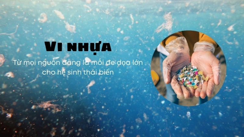 Vi nhựa từ mọi nguồn đang là mối đe dọa lớn cho hệ sinh thái biển