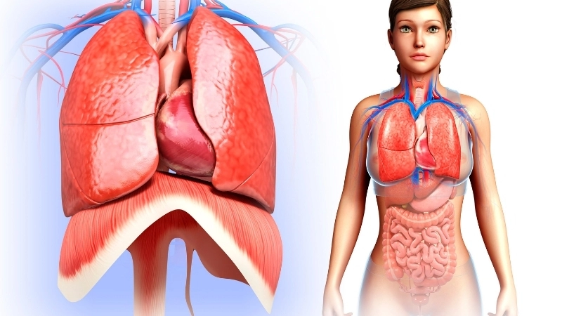  Vị trí cơ hoành, cơ quan chính trong hệ hô hấp của con người