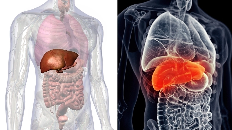  Vị trí của gan trong hệ tiêu hóa và cơ thể người