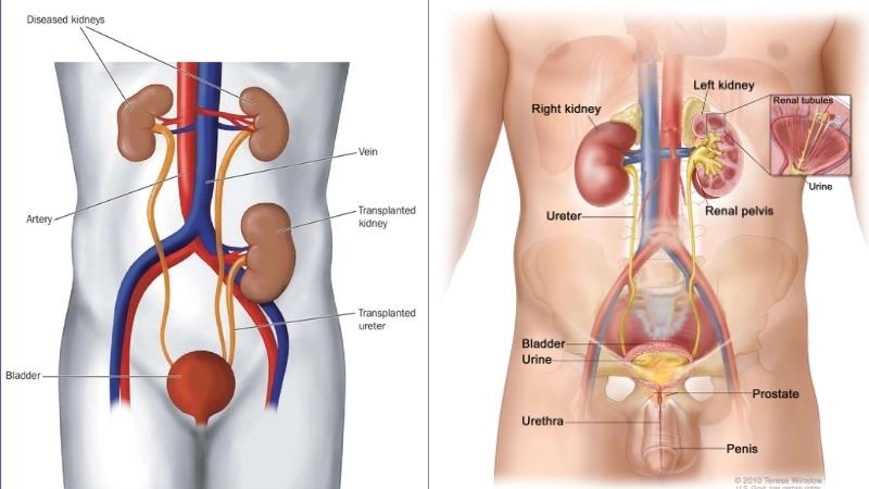  Vị trí của hai quả thận trong hệ bài tiết của cơ thể người