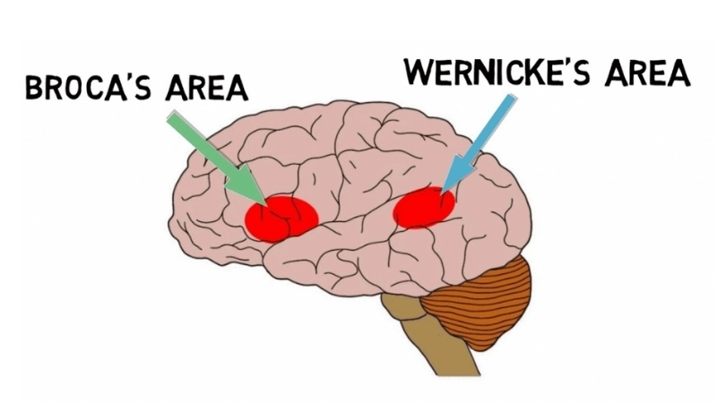Vị trí vùng Broca và Wernicke trong hệ thần kinh trung ương ở não