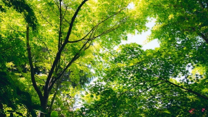 Việc lá cây rung rinh trong gió là một cơ chế thích nghi và sinh tồn thông minh