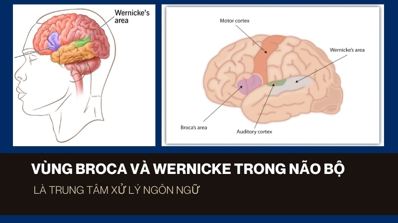 Vùng Broca và Wernicke trong não bộ là trung tâm xử lý ngôn ngữ