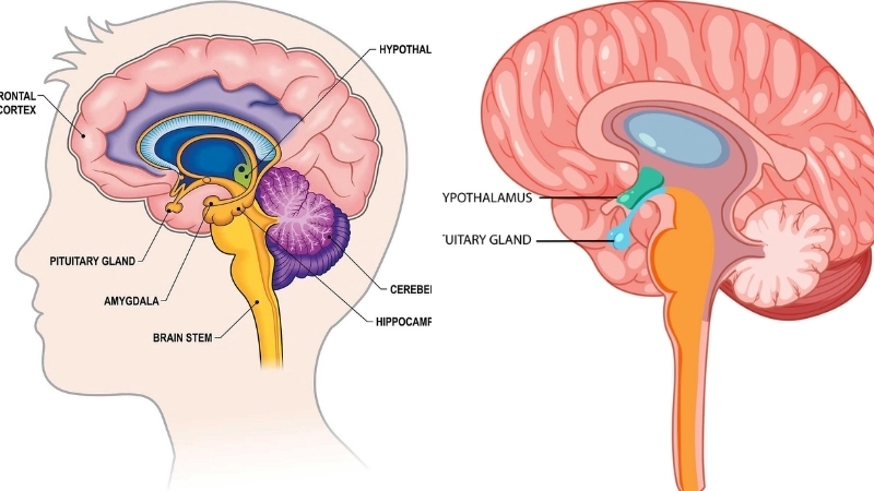  Vùng dưới đồi trong não bộ kiểm soát nhiệt độ cơ thể một cách chính xác