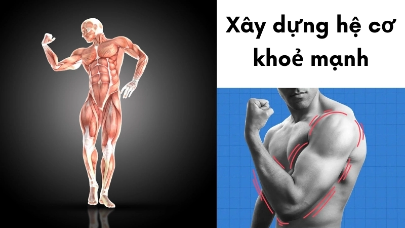 Xây dựng một hệ cơ khỏe mạnh là nền tảng cho sức khỏe thể chất