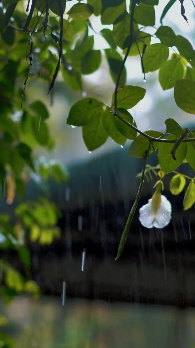 Phố vắng im lìm trong hình ảnh phố mưa buồn