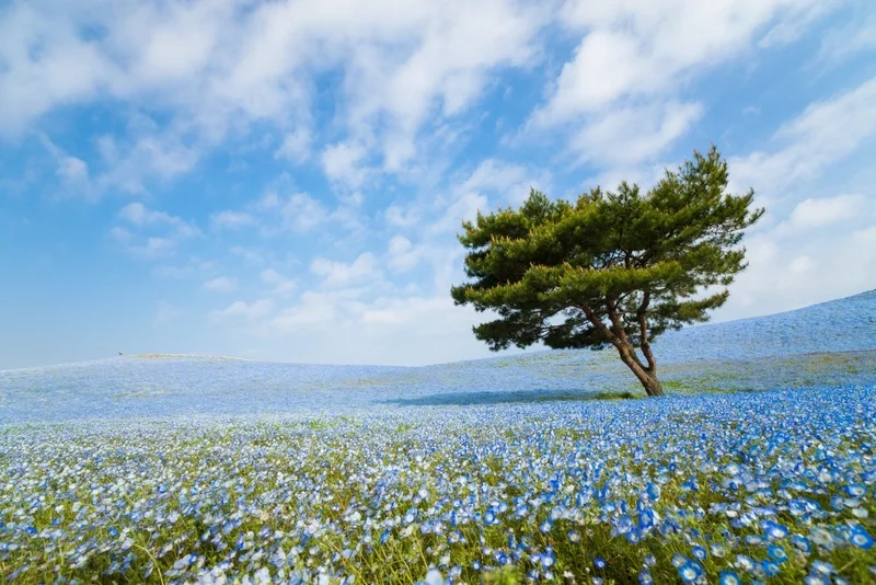 Sử dụng ảnh avatar phong cảnh cute làm hình đại diện