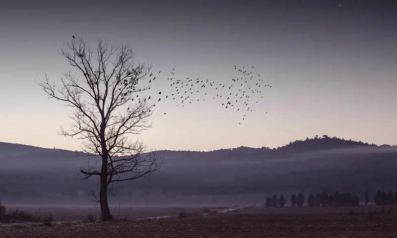 Cảm nhận chiều sâu với ảnh phong cảnh buồn đen độc đáo