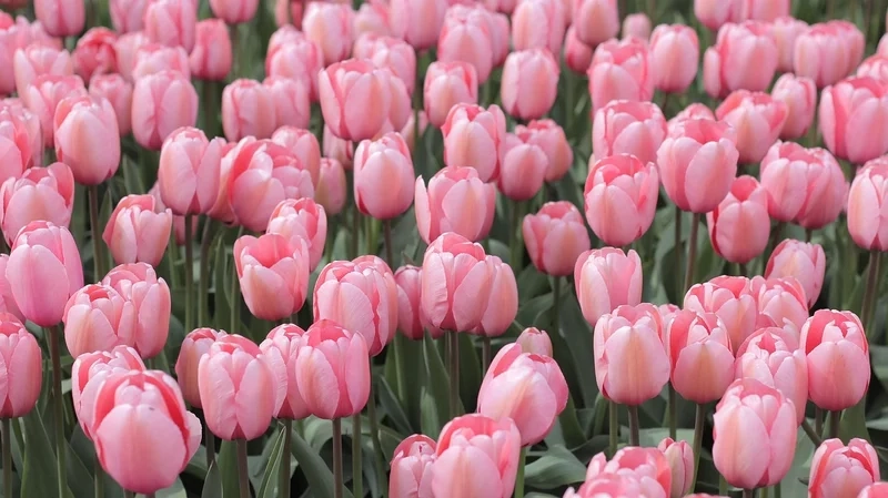 Khám phá vẻ đẹp tuyệt mỹ qua ảnh phong cảnh đẹp hoa tulip