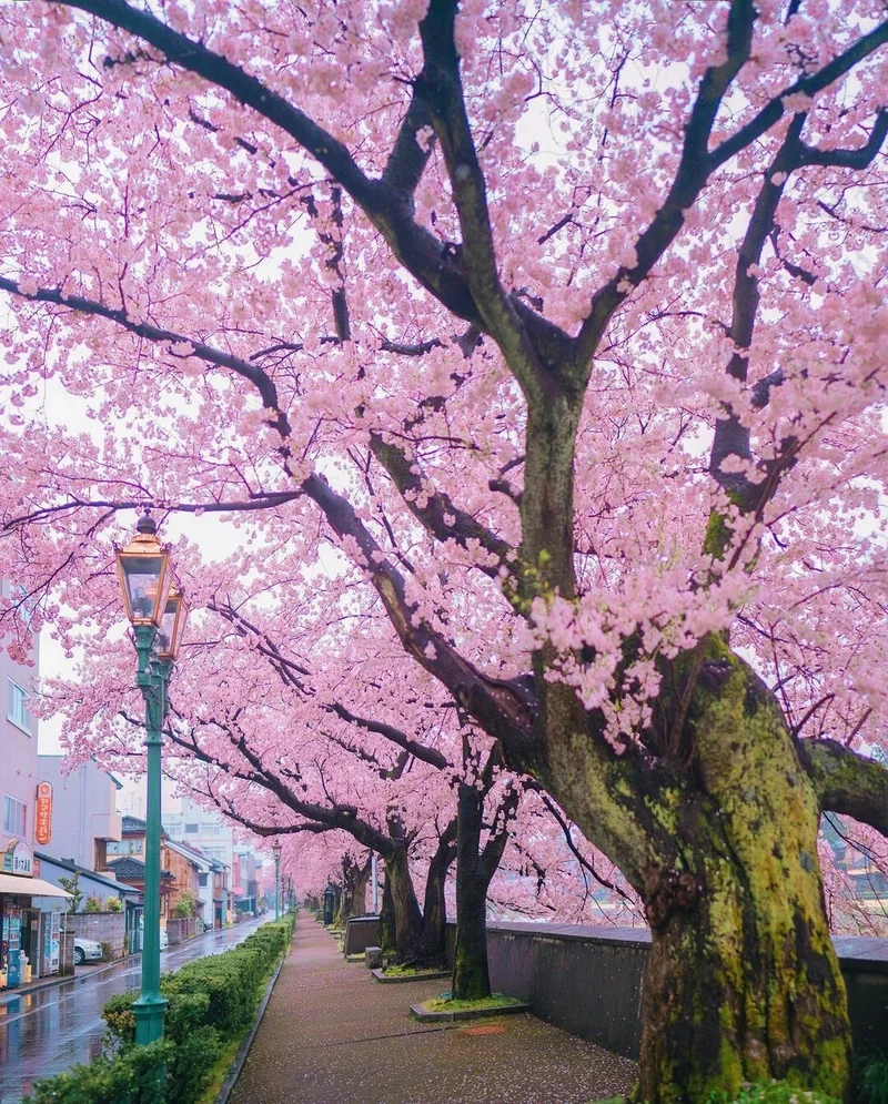 Chiêm ngưỡng mùa xuân rực rỡ cùng ảnh phong cảnh hoa anh đào