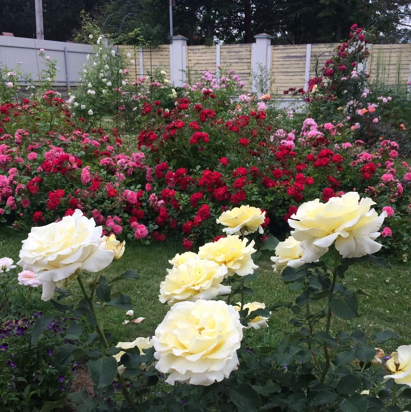 Tận hưởng không gian thơ mộng nhờ phong cảnh vườn hoa