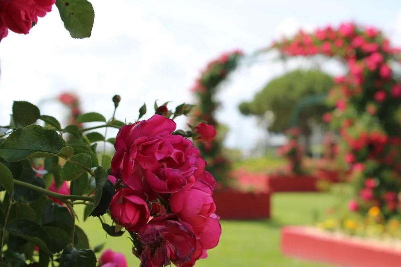 Chiêm ngưỡng sắc màu rực rỡ của cảnh hoa hồng đẹp