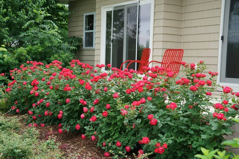 Thỏa sức sáng tạo nghệ thuật với tranh phong cảnh hoa hồng