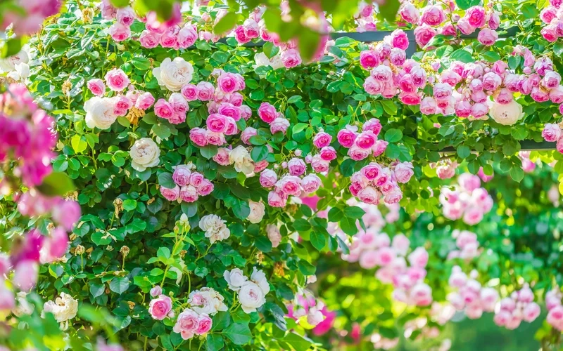 Chiêm ngưỡng vẻ đẹp kiêu sa của ảnh vườn hoa hồng đẹp