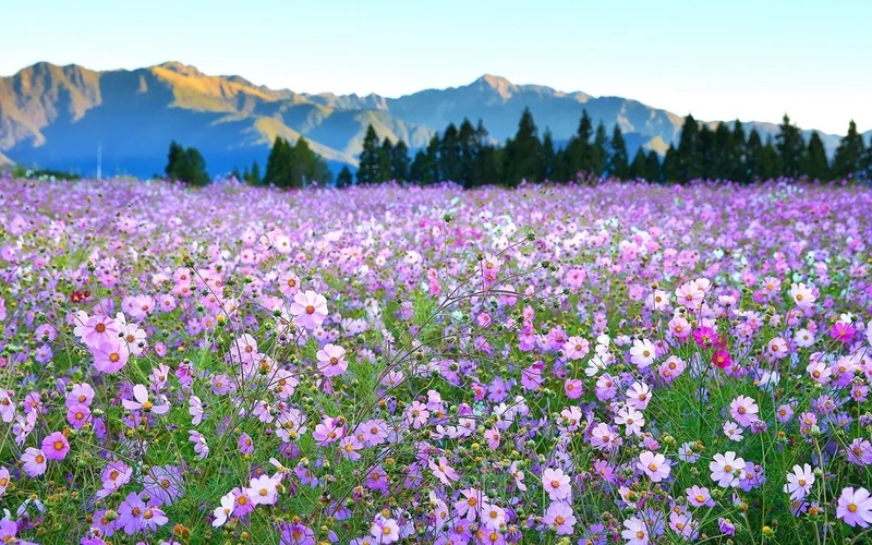 Sáng tạo nghệ thuật với tranh phong cảnh vườn hoa